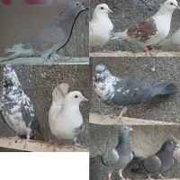 کبوتر کفتر|پرنده|الیگودرز, |دیوار