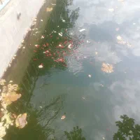 ماهی عید|ماهی|نیشابور, فضل|دیوار