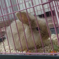 خرگوش مینیاتوری