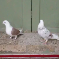 کبوتر|پرنده|خرم‌آباد, |دیوار