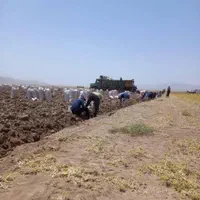 بذر زعفران