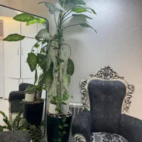 دیفن باخبا و زامفولیا|گل و گیاه طبیعی|مشهد, کوثر|دیوار