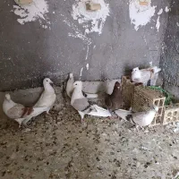 کبوتر رنگی|پرنده|دزفول, |دیوار