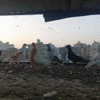9کفتر پرشی