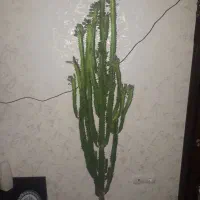 اکواریم|گل و گیاه طبیعی|گلبهار, شهر جدید گلبهار|دیوار