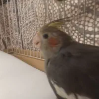 عروس هلندی دستی|پرنده|کرباسک, |دیوار