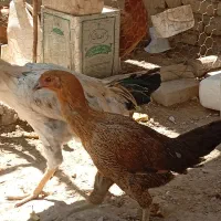 مرغ لاری 7 ماهه قلم سبز|حیوانات مزرعه|قیدار, |دیوار