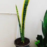 خرید ارزان ۱۳۰