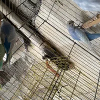 عروس وایت فیس مرغ عشق جم|پرنده|جم, |دیوار