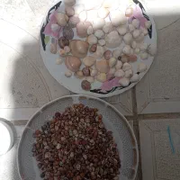 صدف|صنایع دستی و سایر لوازم تزئینی|الیگودرز, |دیوار