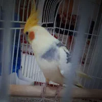 عروس هلندی نر گمشده