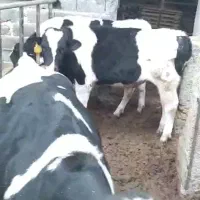 انواع گاو گوشتی شیری گوساله تلیسه|حیوانات مزرعه|کرج, عظیمیه|دیوار