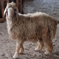 بره قوچی درجه یک|حیوانات مزرعه|شیراز, شریف‌آباد|دیوار