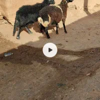 بره قوچ قره چال