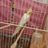 عروس هلندی|پرنده|مشهد, شهرک ابوذر|دیوار