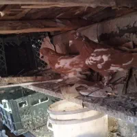 چند تا.کبوتر.خوب.