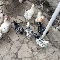 تخم مرغ گلین