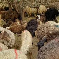 بره نرینه زنده درتهران|حیوانات مزرعه|تهران, جیحون|دیوار