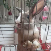 خرگوش شیطون و بامزه