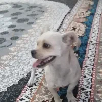 واگذاری. هاسکی زیباوباهوش. ویک اشپیتز واقعابازیگوش|سگ|کرمان, |دیوار