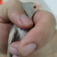 جفت ستاره ای رنگ خاصت