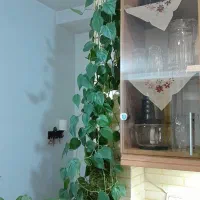 گل طبیعی|گل و گیاه طبیعی|فردیس, فرامرزیه|دیوار