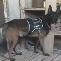 سگ مالنیوز پلیسی