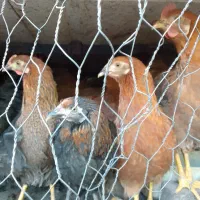 خروس گلپایگانی