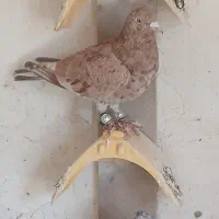 سه تا پرنده تک خال|پرنده|دشتابی, |دیوار