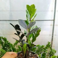 زاموفیلیا بلک سطل ۳|گل و گیاه طبیعی|بابل, |دیوار