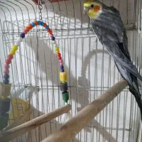 ی عددعروس هلندی به فروش میرسد|پرنده|پاکدشت, پاکدشت (مامازند)|دیوار