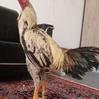 دوعدد خروس صابونی ۱۰ ماه