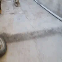 سگ ژرمن ماده