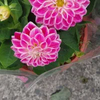 گلهای با کیفیت و زیبا