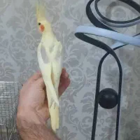 عروش هلندی دوکت