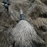 جاروی کوهی تعداد|لوازم نظافت|رزن, |دیوار