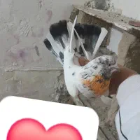 تعدادی کبوتر خوب