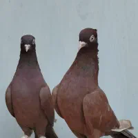 کفتر