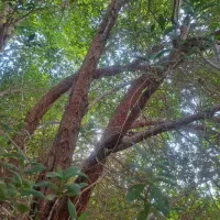 حرص انواع درخت