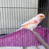 قناری موزائیکی