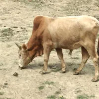 گاو نر|حیوانات مزرعه|رشت, دروازه لاکان|دیوار