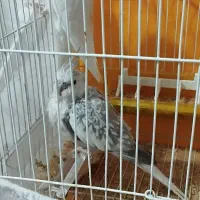 عروس هلندی البینو