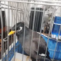 مینا سخنگو|پرنده|قم, علی آباد سعدگان|دیوار