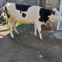 گوساله گاو شیر مست تلیسه نوبر