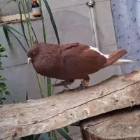 کبوتر