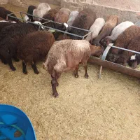 میش شال و افشار