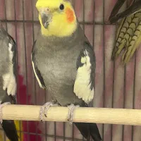 جفت
