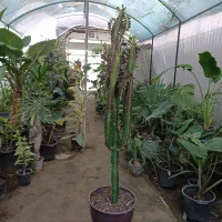 گل افوربیا قرمز قد ۱۱۰ سانت ارسال رایگان + هدیه|گل و گیاه طبیعی|مشهد, رضاییه|دیوار