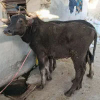 گاو گوساله گاسفند بز بره گاو میش در شادگان|حیوانات مزرعه|شادگان, |دیوار