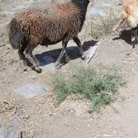 برقوچی|حیوانات مزرعه|باخزر, |دیوار